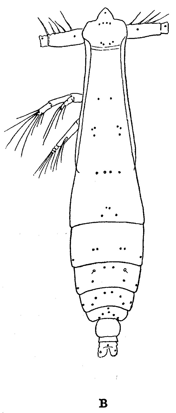 Espèce Pareucalanus attenuatus - Planche 8 de figures morphologiques