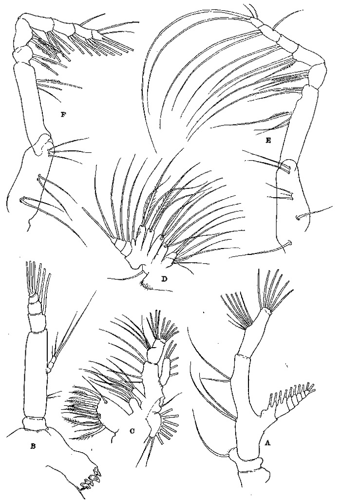 Species Pareucalanus attenuatus - Plate 7 of morphological figures