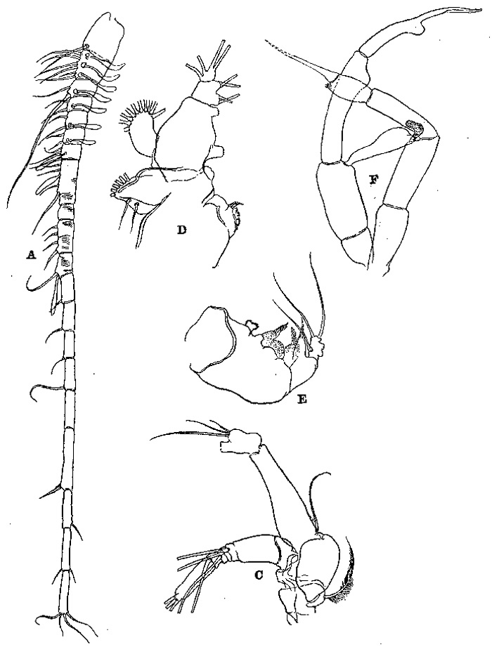 Species Gaetanus pileatus - Plate 9 of morphological figures