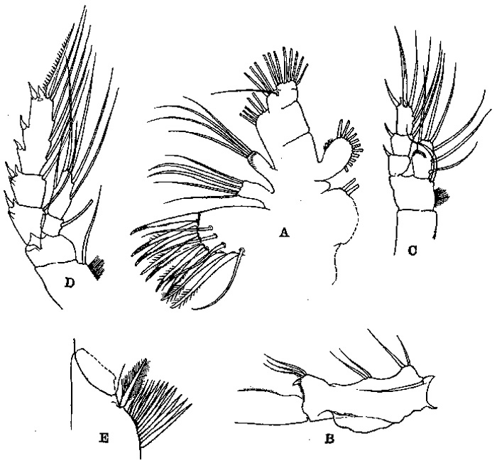 Espèce Gaetanus curvicornis - Planche 2 de figures morphologiques