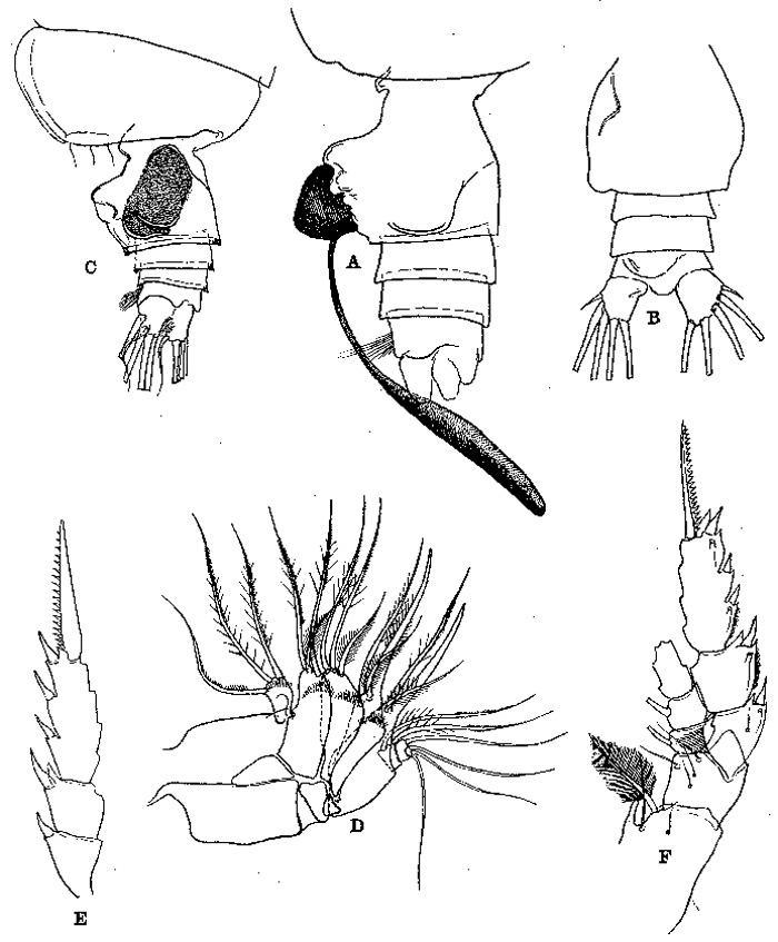 Espèce Euchirella bitumida - Planche 7 de figures morphologiques