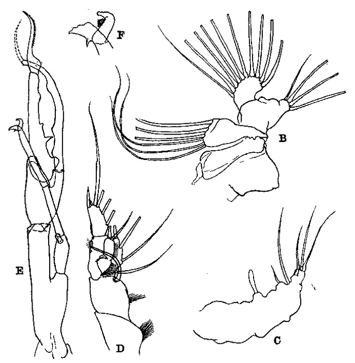 Espèce Euchirella bella - Planche 6 de figures morphologiques