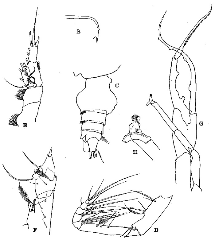 Espèce Euchirella orientalis - Planche 1 de figures morphologiques