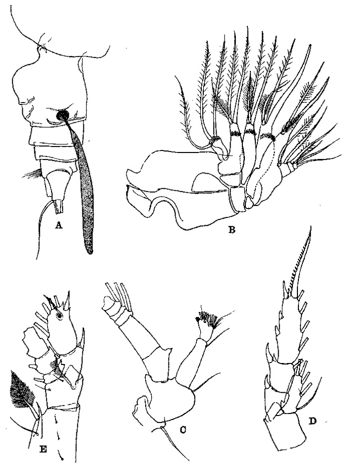 Species Euchirella truncata - Plate 6 of morphological figures