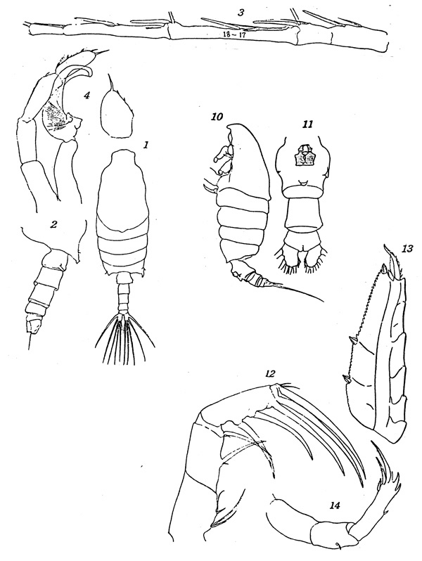Espce Candacia ethiopica - Planche 1 de figures morphologiques