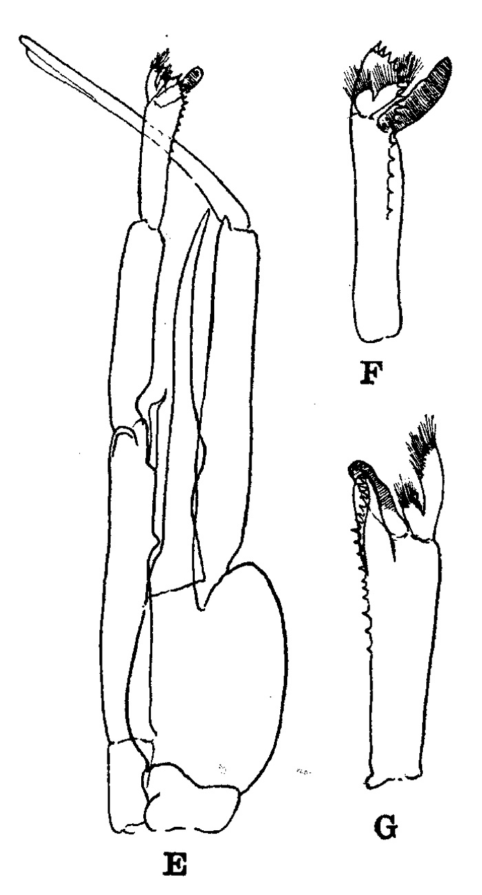 Espce Paraeuchaeta tonsa - Planche 4 de figures morphologiques