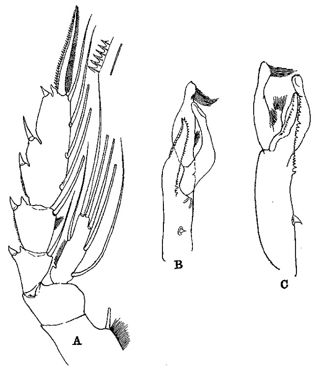 Species Paraeuchaeta hanseni - Plate 8 of morphological figures
