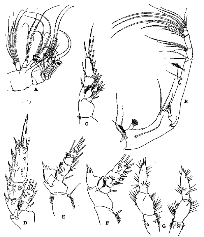 Species Onchocalanus affinis - Plate 8 of morphological figures