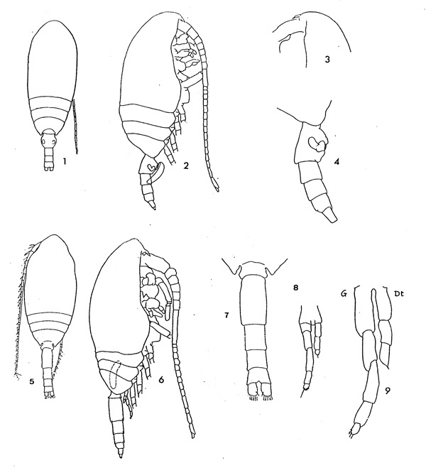 Species Microcalanus pygmaeus - Plate 1 of morphological figures