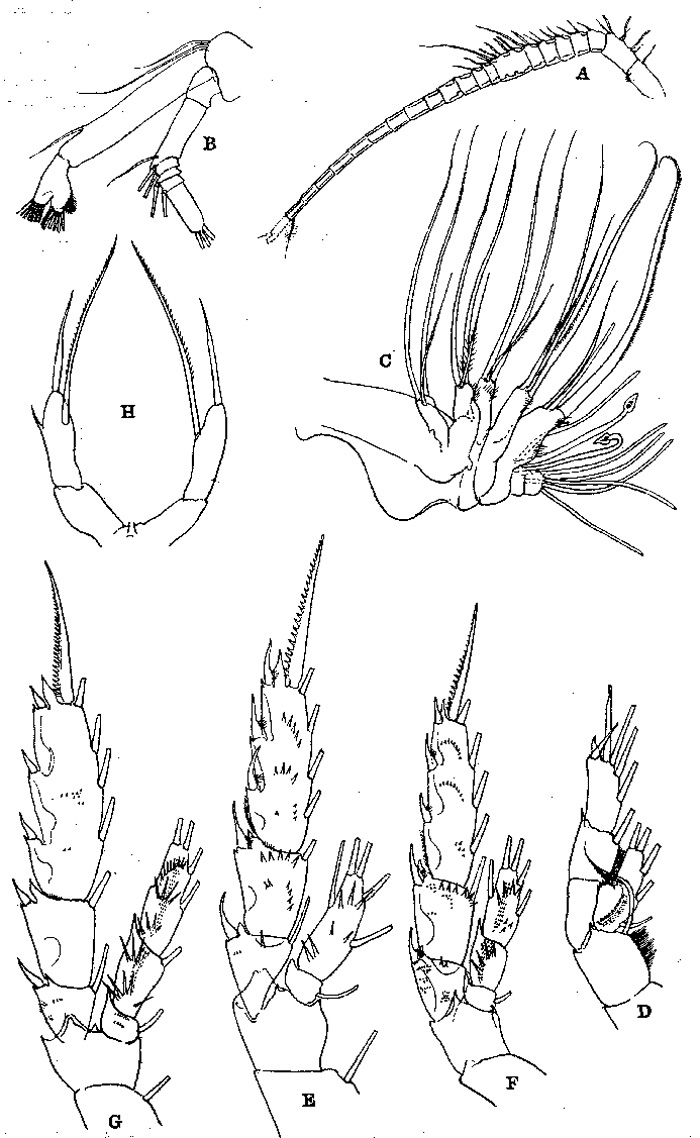 Espèce Scaphocalanus magnus - Planche 8 de figures morphologiques