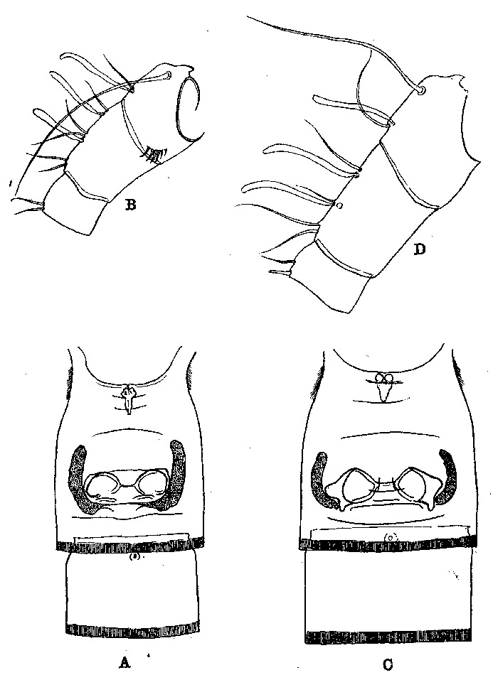 Espèce Lophothrix frontalis - Planche 8 de figures morphologiques