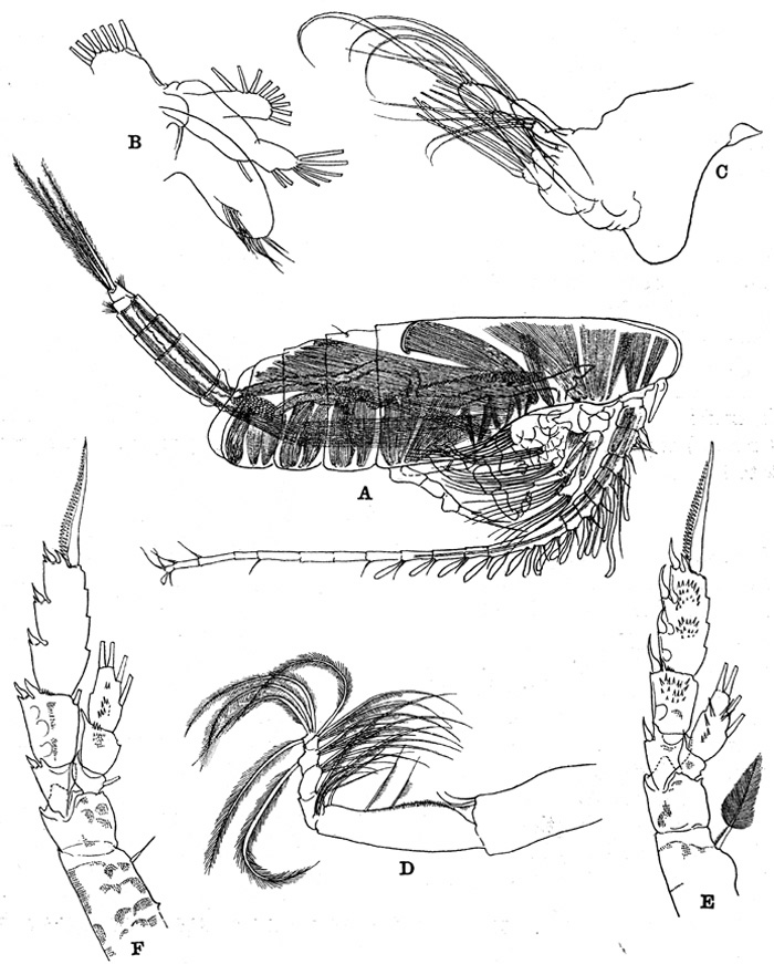 Espèce Lophothrix frontalis - Planche 9 de figures morphologiques