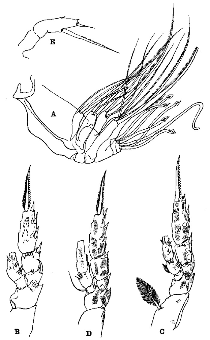 Espèce Amallothrix arcuata - Planche 3 de figures morphologiques