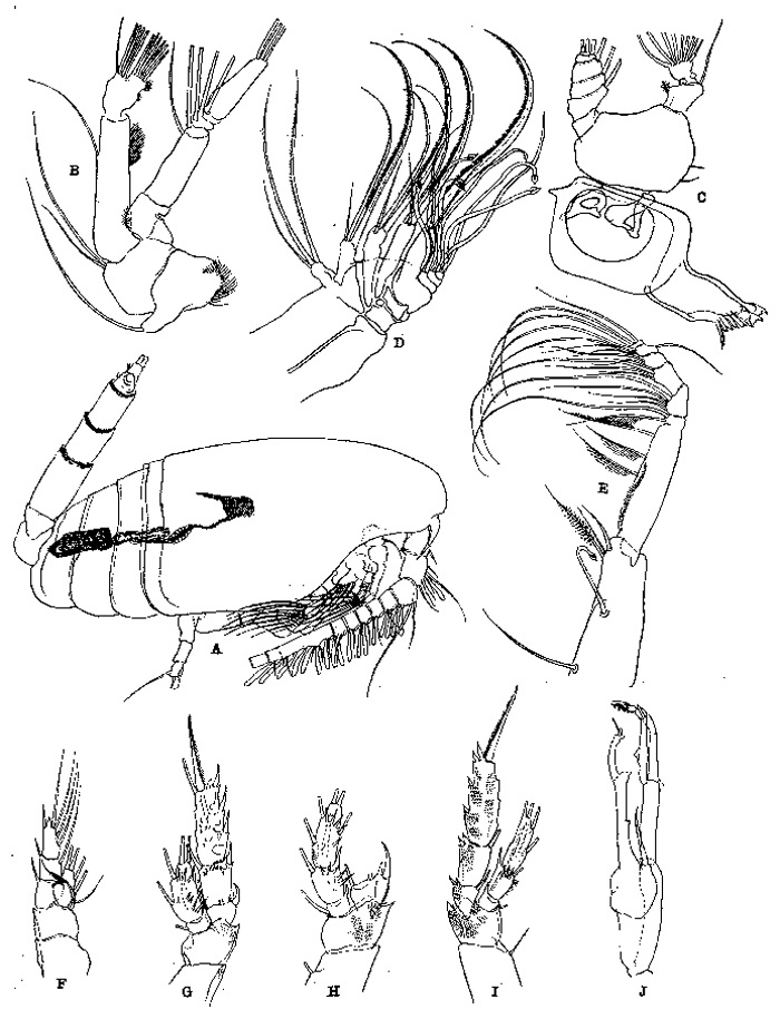 Espèce Amallothrix arcuata - Planche 4 de figures morphologiques
