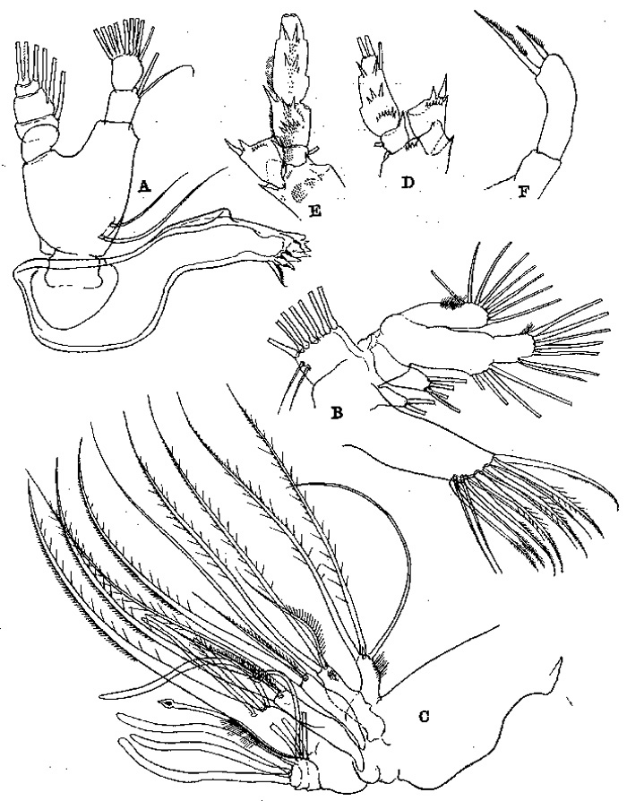 Species Pseudoamallothrix emarginata - Plate 6 of morphological figures