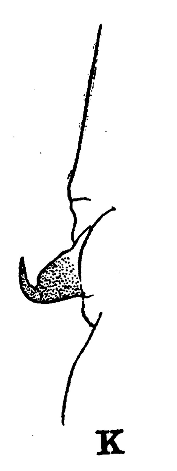 Species Heterorhabdus abyssalis - Plate 6 of morphological figures