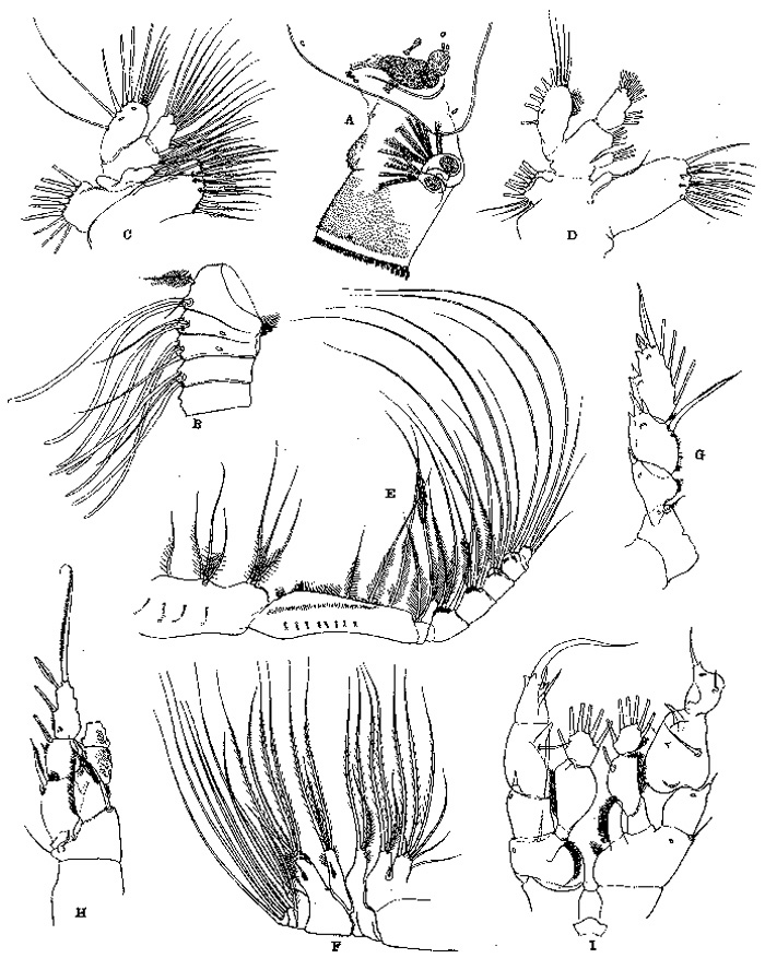 Espèce Disseta palumbii - Planche 7 de figures morphologiques