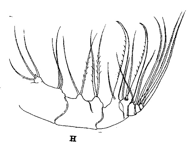 Espèce Haloptilus ornatus - Planche 5 de figures morphologiques