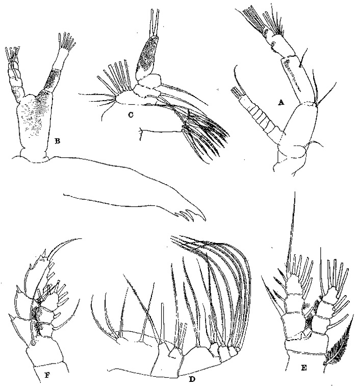 Espèce Euaugaptilus oblongus - Planche 6 de figures morphologiques