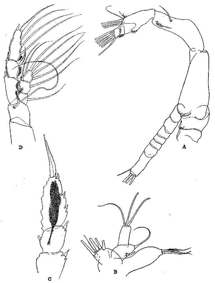 Species Euaugaptilus longimanus - Plate 6 of morphological figures