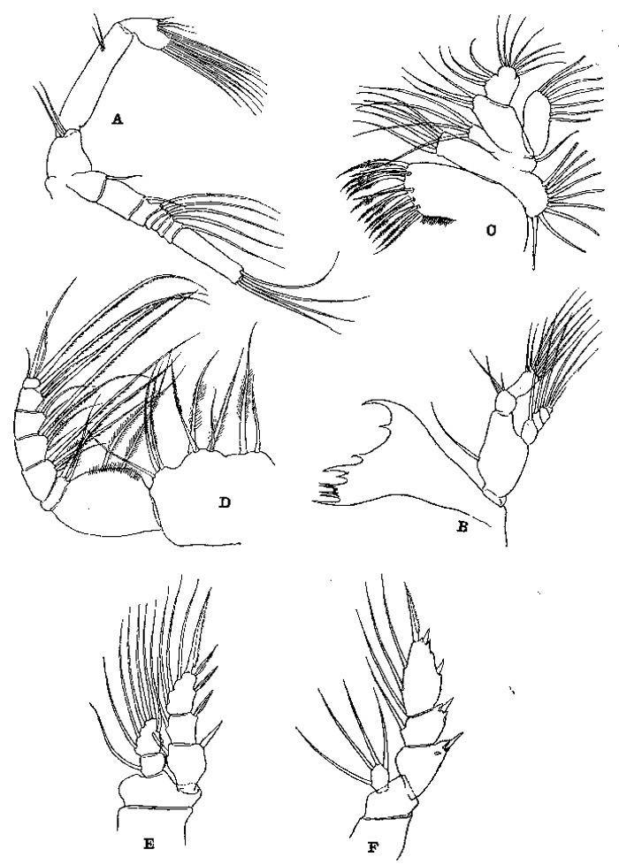 Species Pseudhaloptilus pacificus - Plate 3 of morphological figures