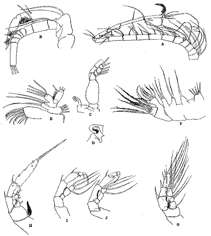 Espèce Heteroptilus attenuatus - Planche 2 de figures morphologiques