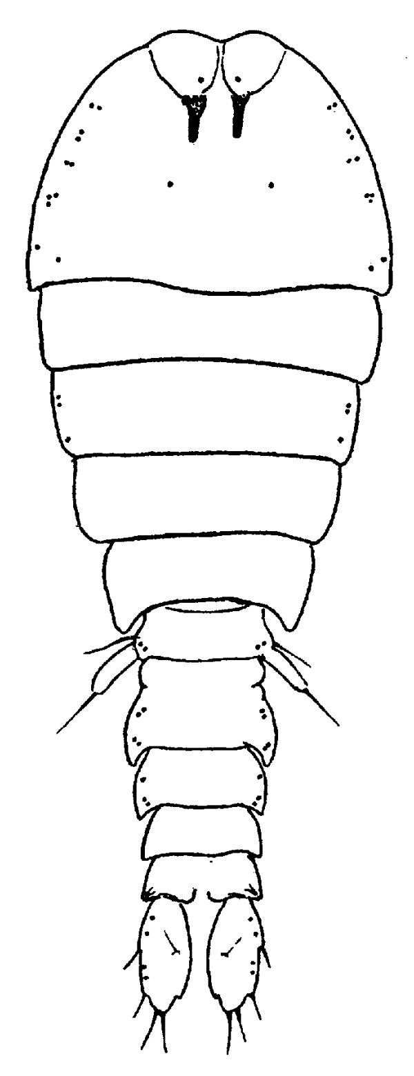 Espce Sapphirina ovatolanceolata - Planche 1 de figures morphologiques