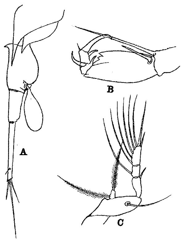Espèce Corycaeus (Ditrichocorycaeus) dahli - Planche 3 de figures morphologiques