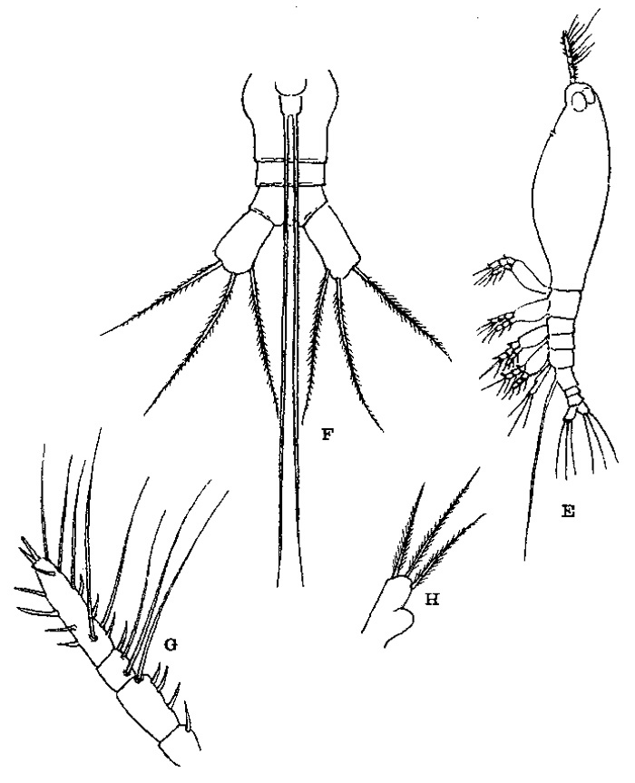 Species Cymbasoma rigidum - Plate 1 of morphological figures