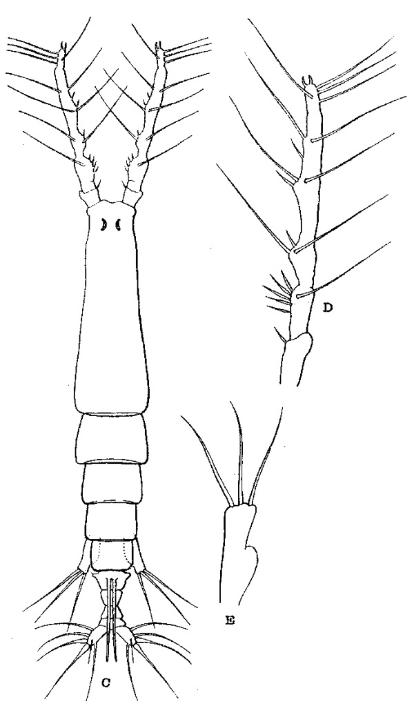 Species Monstrilla investigatoris - Plate 1 of morphological figures