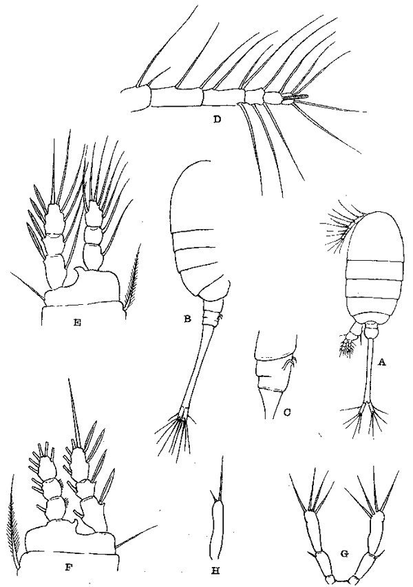 Espèce Orientopsyllus investigatoris - Planche 1 de figures morphologiques