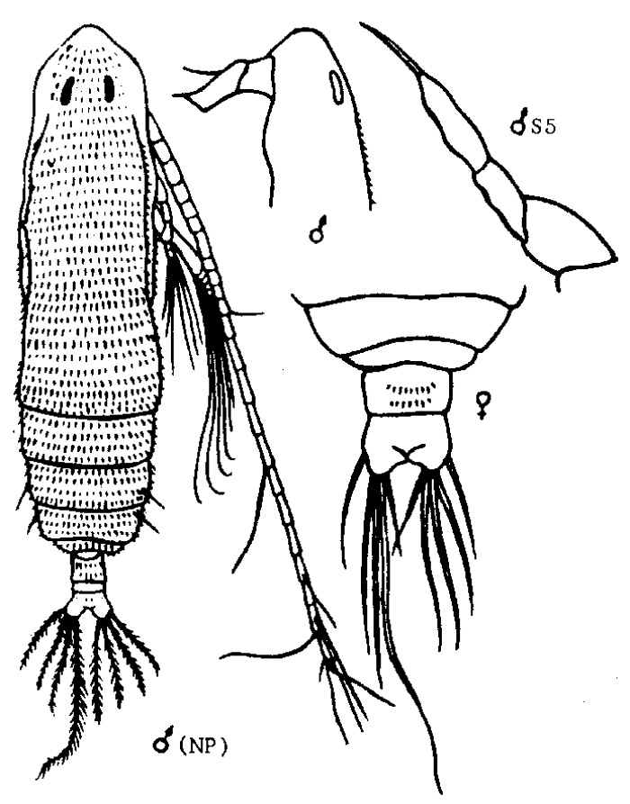 Species Subeucalanus crassus - Plate 6 of morphological figures