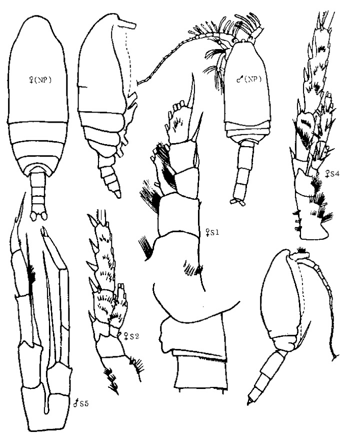 Species Spinocalanus stellatus - Plate 5 of morphological figures