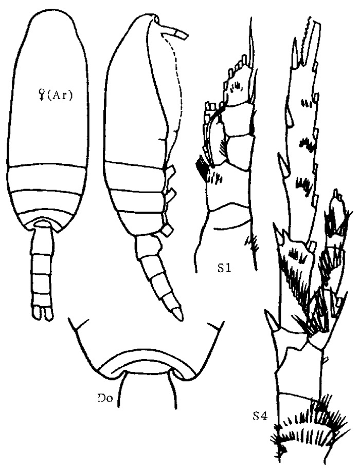 Espce Spinocalanus longispinus - Planche 3 de figures morphologiques