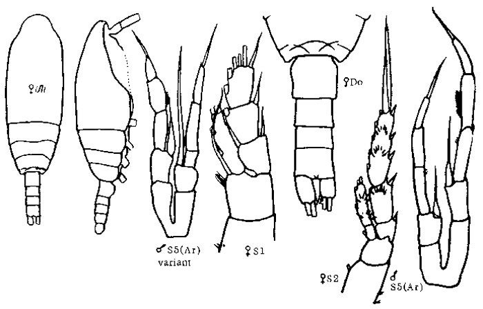 Espèce Spinocalanus elongatus - Planche 5 de figures morphologiques