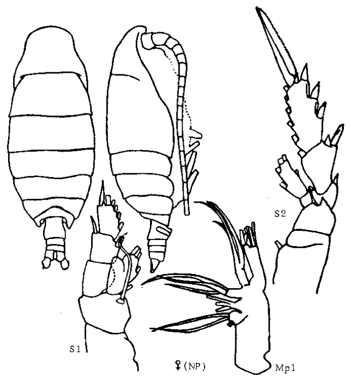 Species Mimocalanus distinctocephalus - Plate 3 of morphological figures