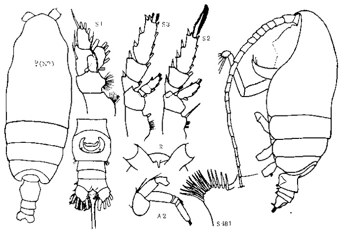 Espèce Pseudochirella obtusa - Planche 11 de figures morphologiques