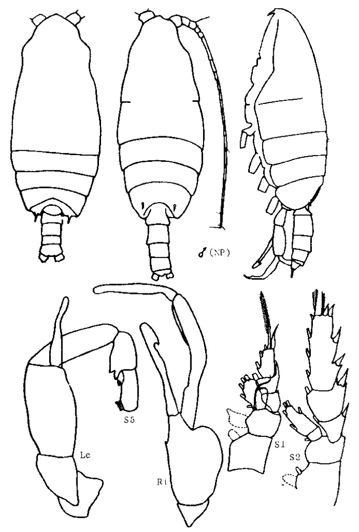 Espèce Pseudochirella obtusa - Planche 10 de figures morphologiques