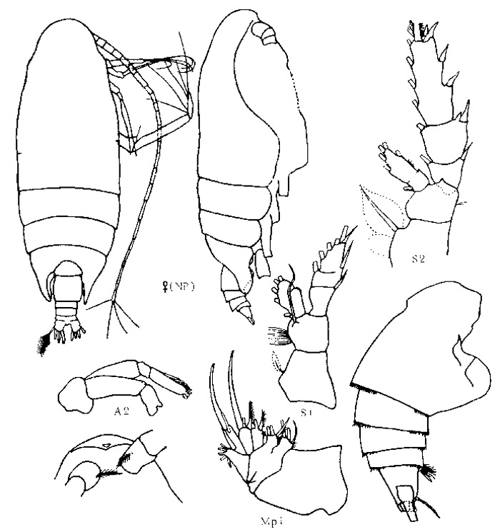 Species Batheuchaeta lamellata - Plate 3 of morphological figures