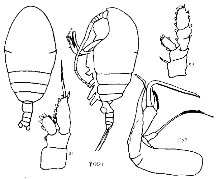 Species Chiridiella abyssalis - Plate 4 of morphological figures
