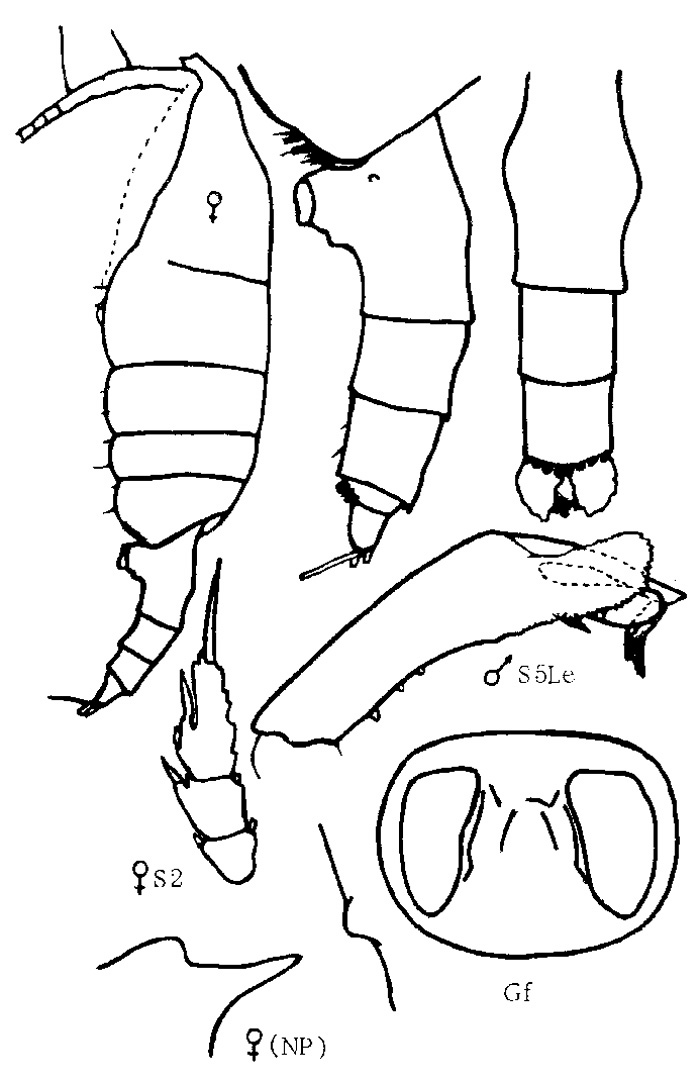 Espèce Paraeuchaeta birostrata - Planche 5 de figures morphologiques