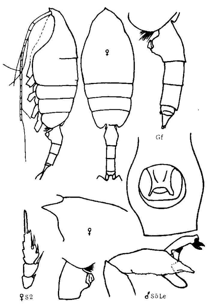 Species Paraeuchaeta tumidula - Plate 5 of morphological figures