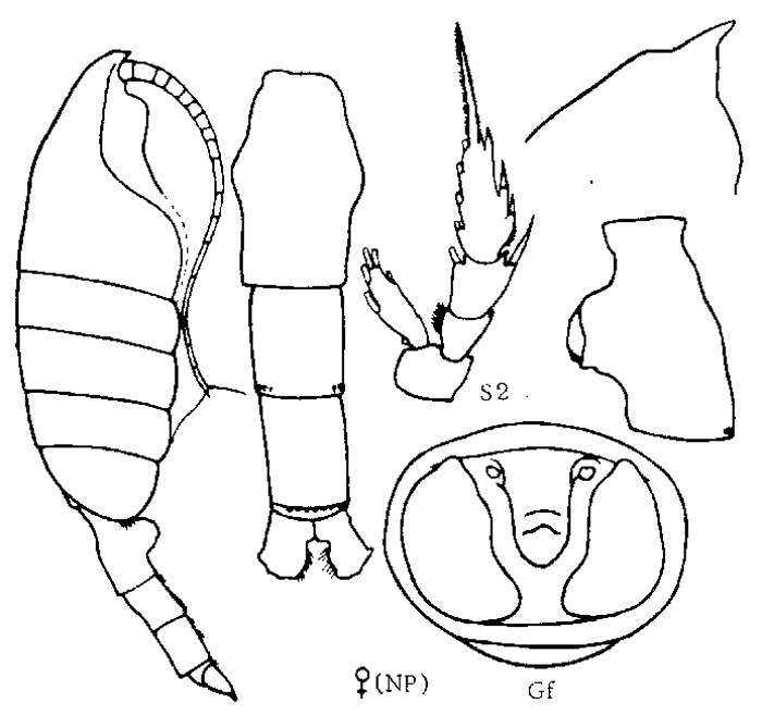Espèce Paraeuchaeta orientalis - Planche 1 de figures morphologiques