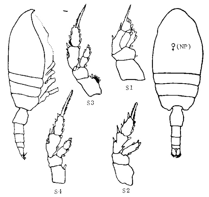 Espce Valdiviella imperfecta - Planche 1 de figures morphologiques