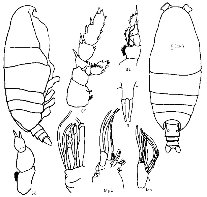 Species Talacalanus maximus - Plate 4 of morphological figures