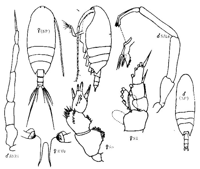 Species Xanthocalanus kurilensis - Plate 1 of morphological figures