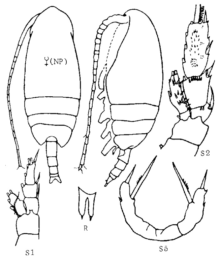 Espce Amallothrix paravalida - Planche 4 de figures morphologiques