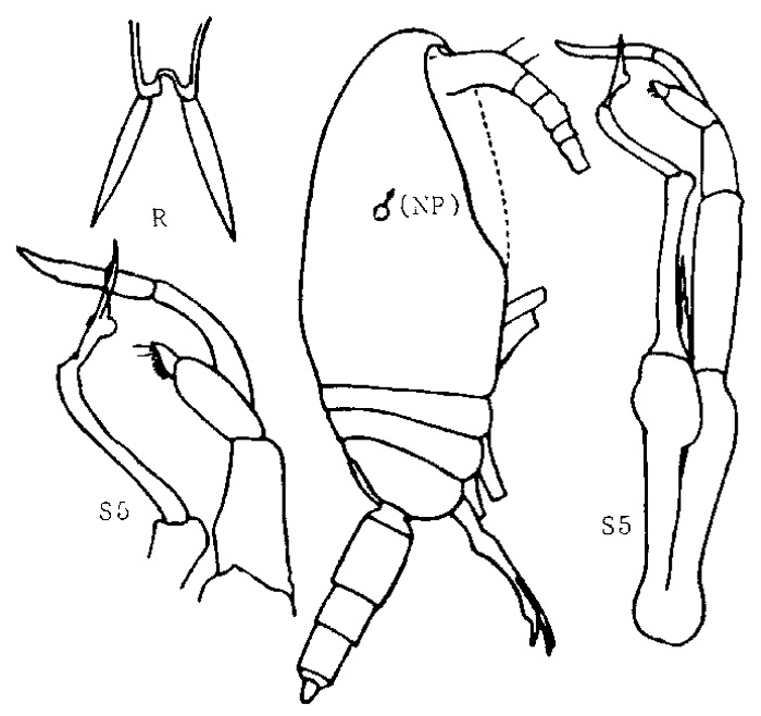 Espce Pseudoamallothrix laminata - Planche 4 de figures morphologiques