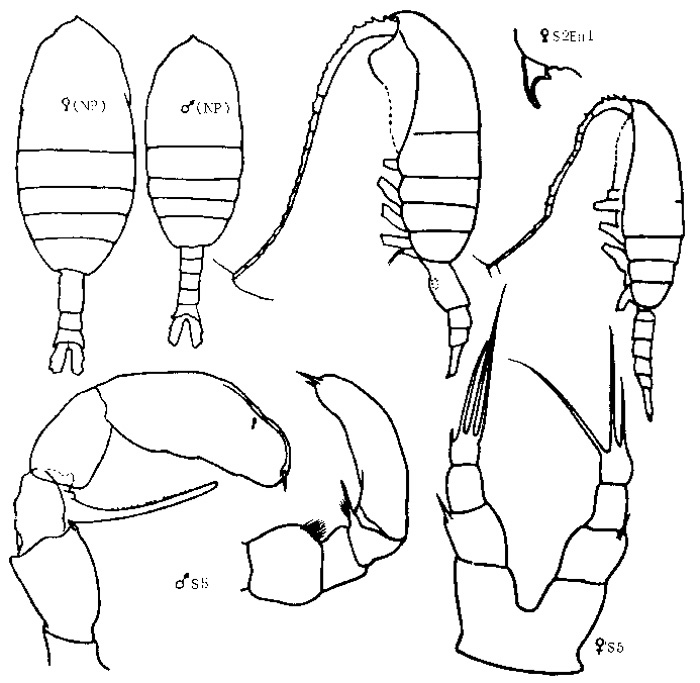 Espce Metridia similis - Planche 1 de figures morphologiques