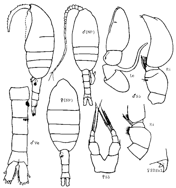 Species Metridia asymmetrica - Plate 4 of morphological figures